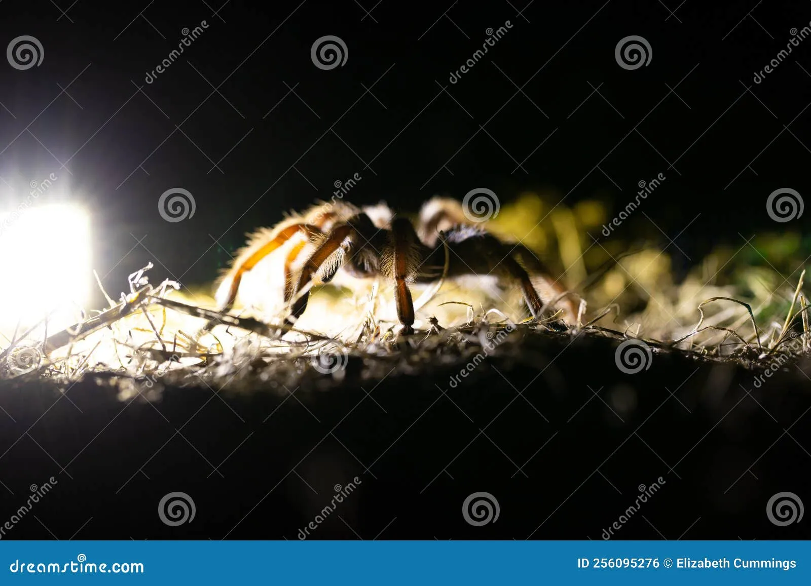 24258 nightwing tarantula fight scene6