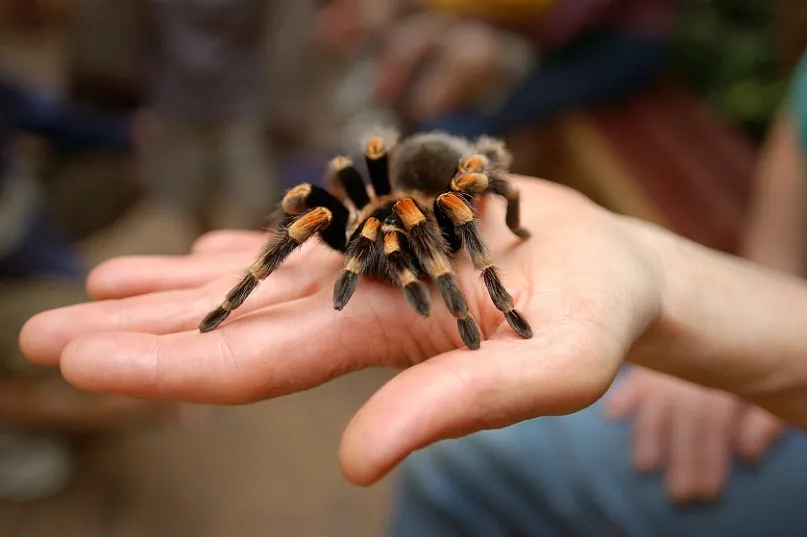 24259 perth pet tarantula image1