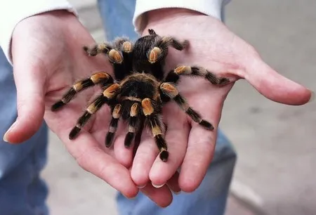 24259 tarantula enclosure