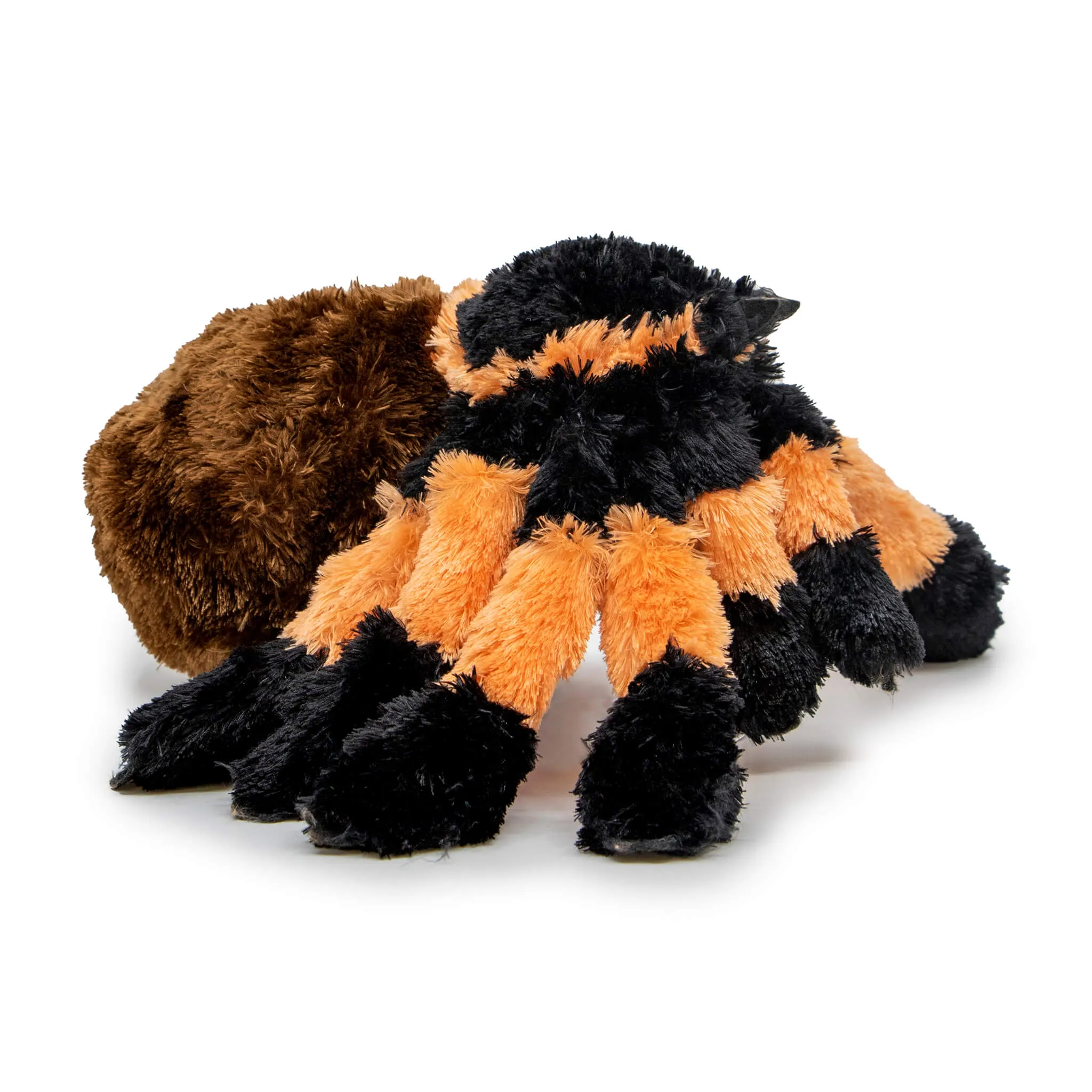 24259 tarantula feeding