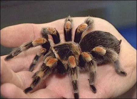 24259 tarantula molting