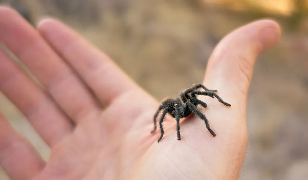 /img/24259-tarantula-vet.webp