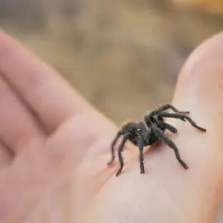 /img/24259-tarantula-vet.webp