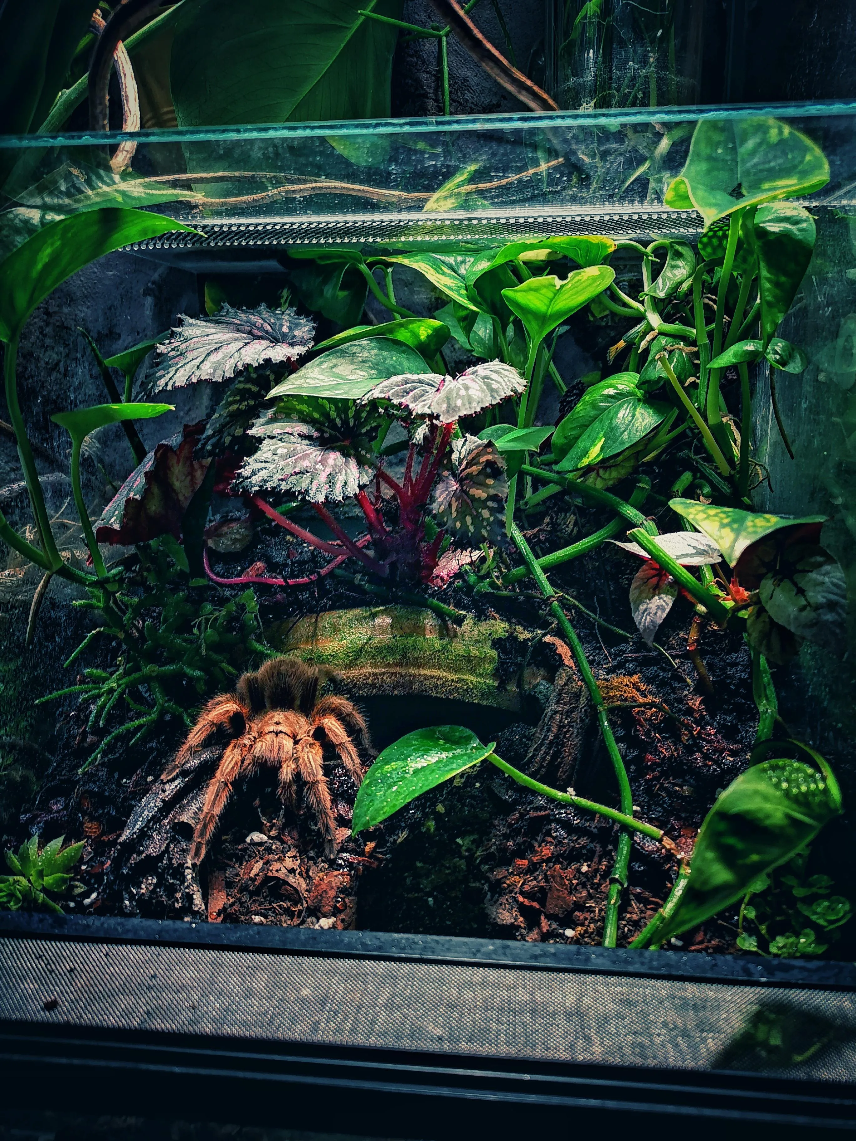 24260 rose hair tarantula health
