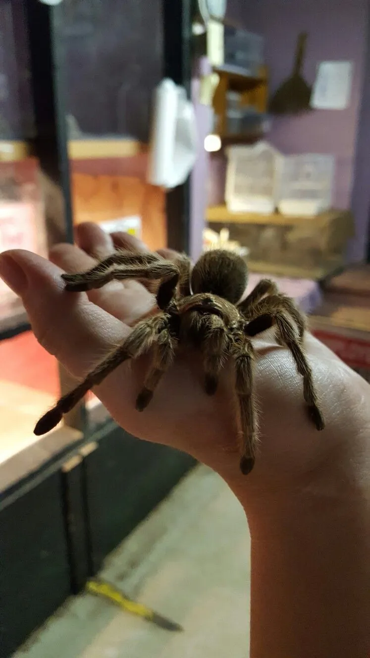 /img/24260-rose-hair-tarantula-water-dish.webp