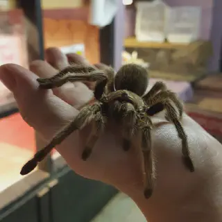 /img/24260-rose-hair-tarantula-water-dish.webp
