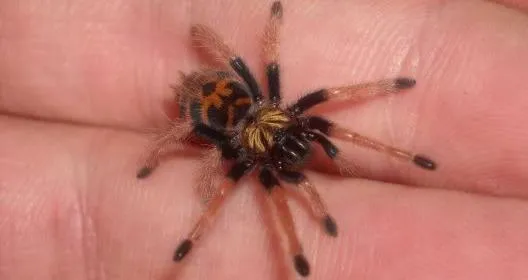24261 baby tarantula enclosure