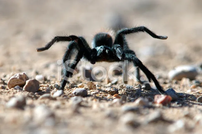 24261 baby tarantula feeding