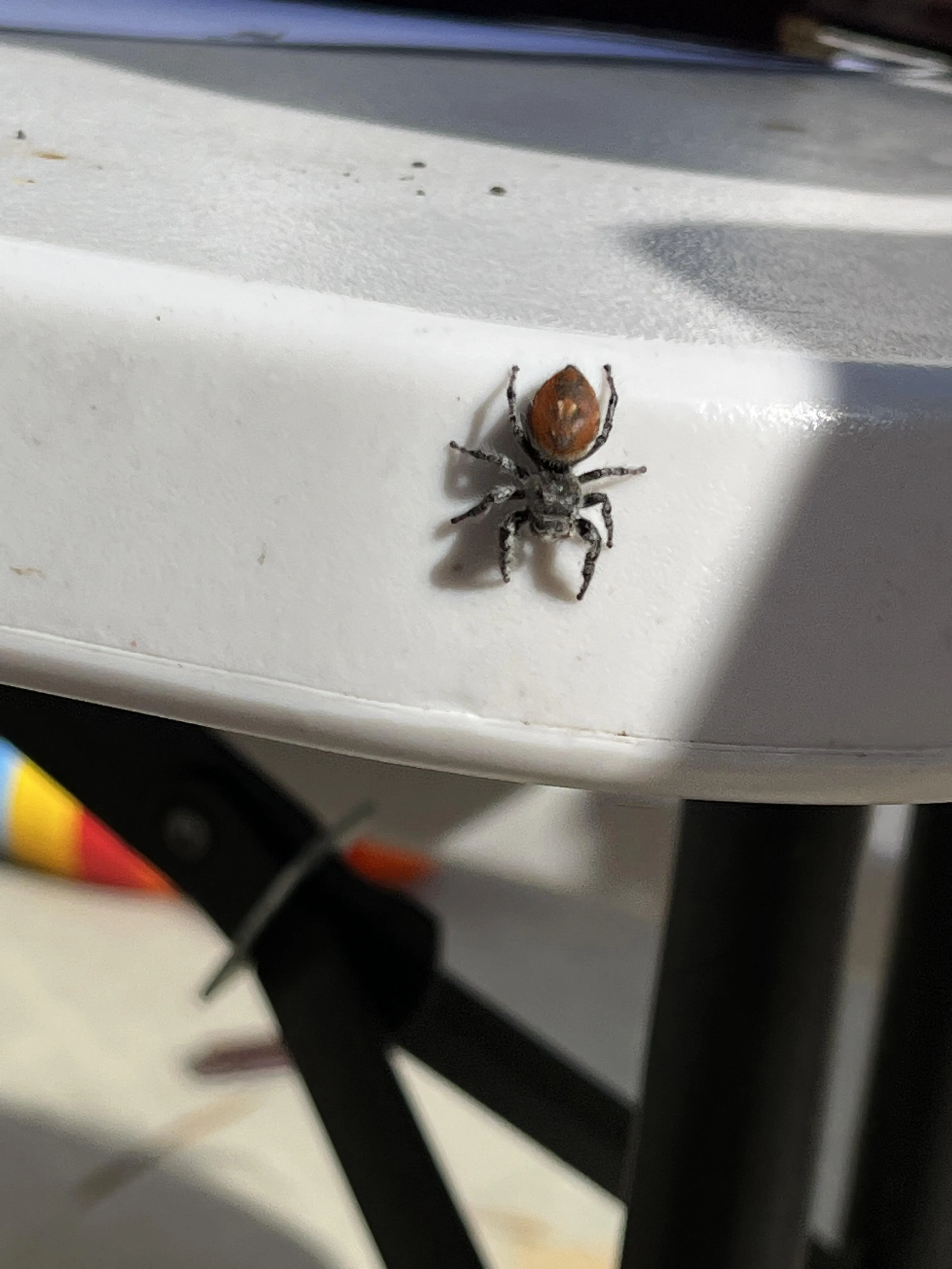 24261 baby tarantula handling