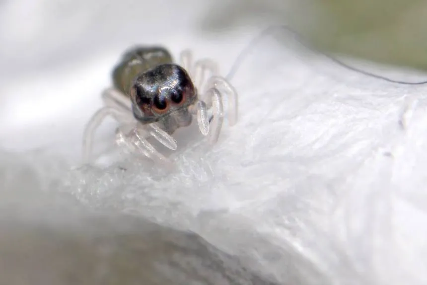 24261 baby tarantula molting