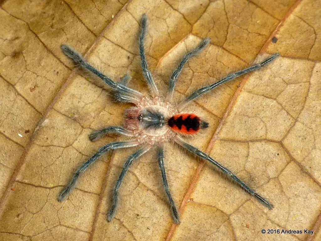 /img/24261-baby-tarantula-substrate.webp