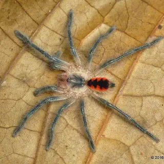 /img/24261-baby-tarantula-substrate.webp