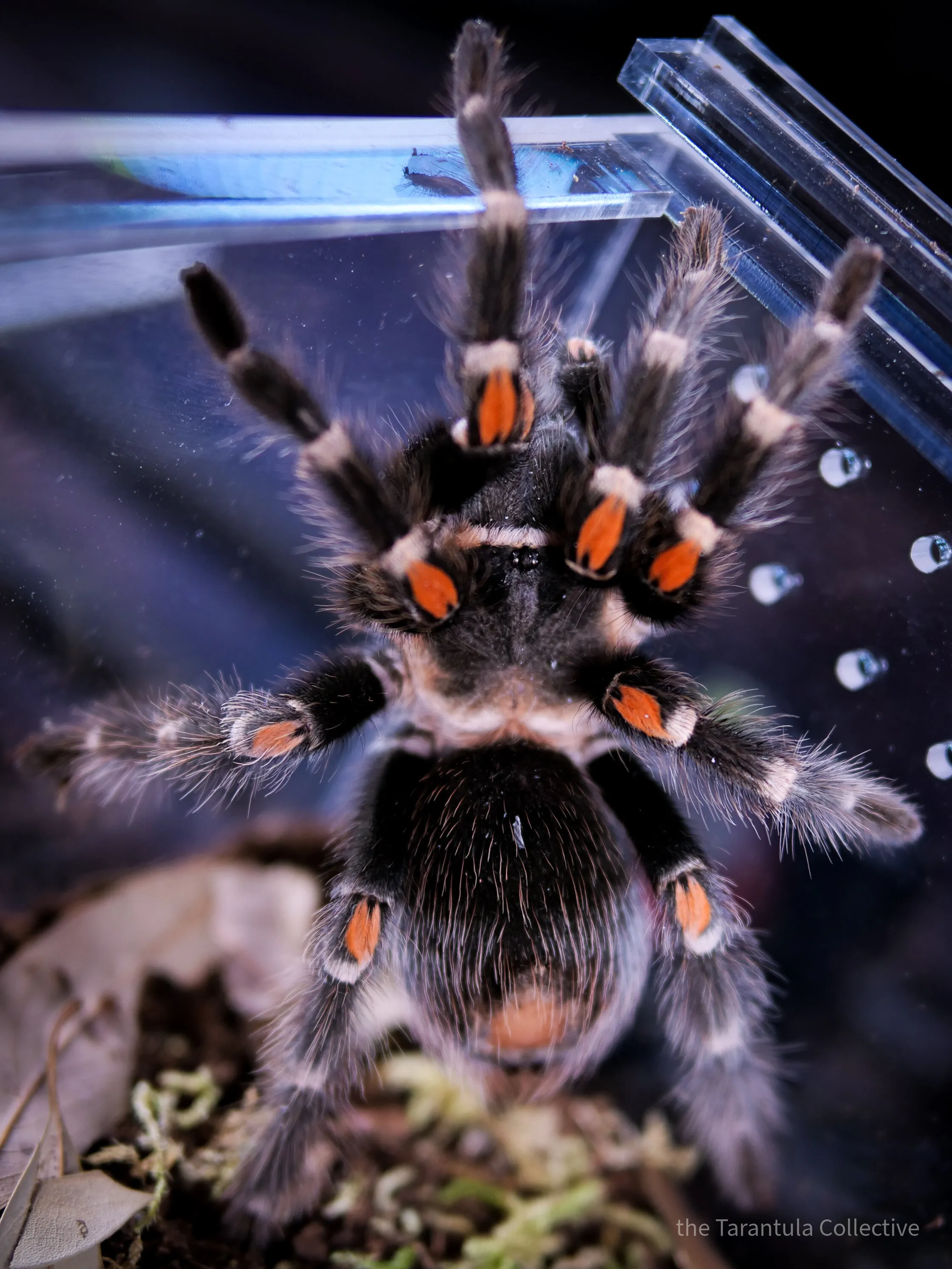 24262 auratum tarantula enclosure