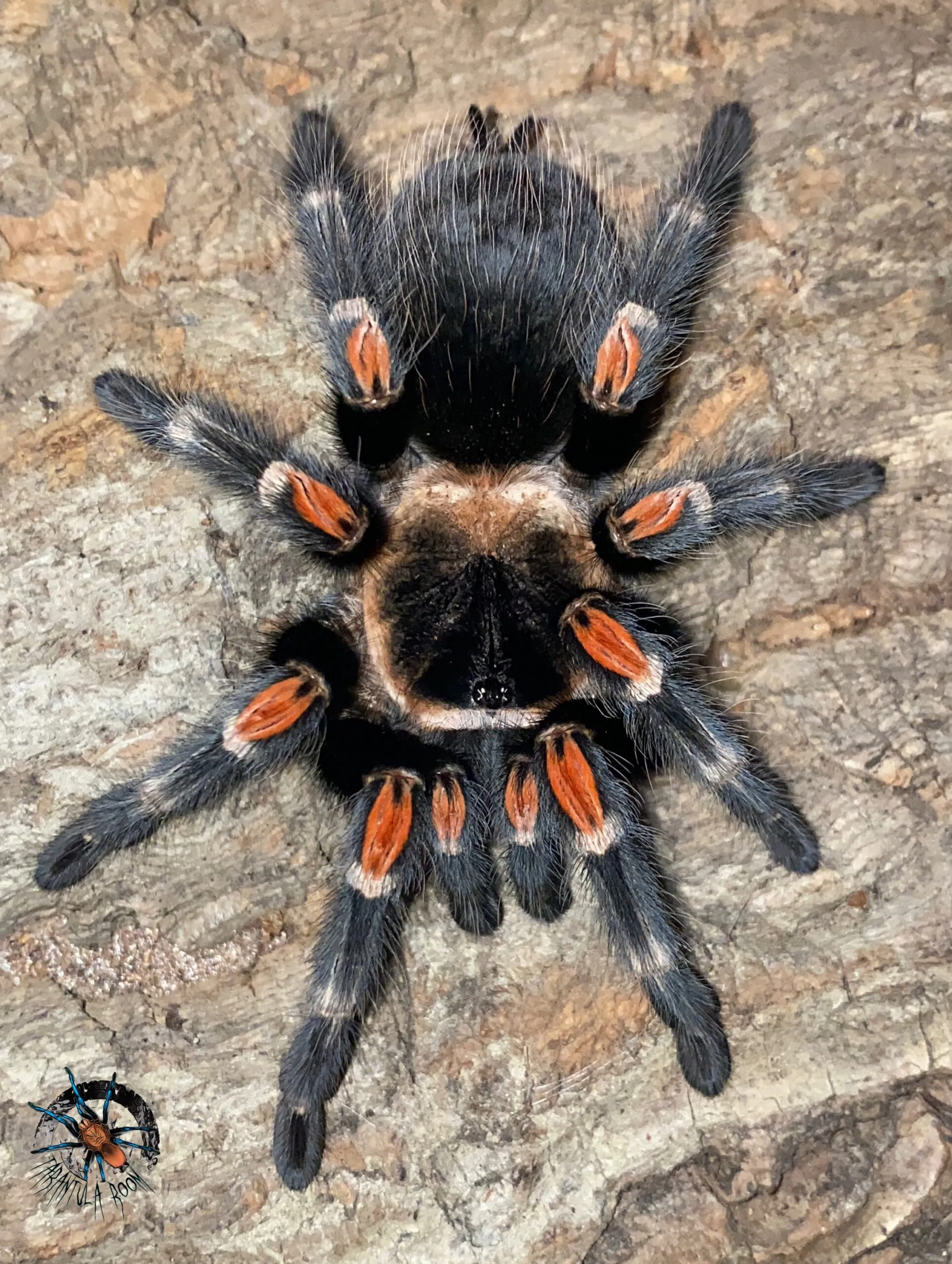 24262 auratum tarantula feeding