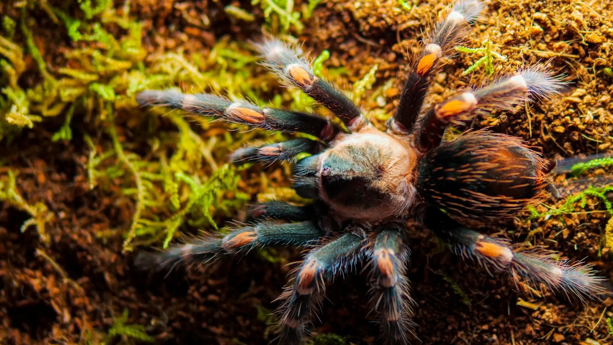 24262 auratum tarantula handling