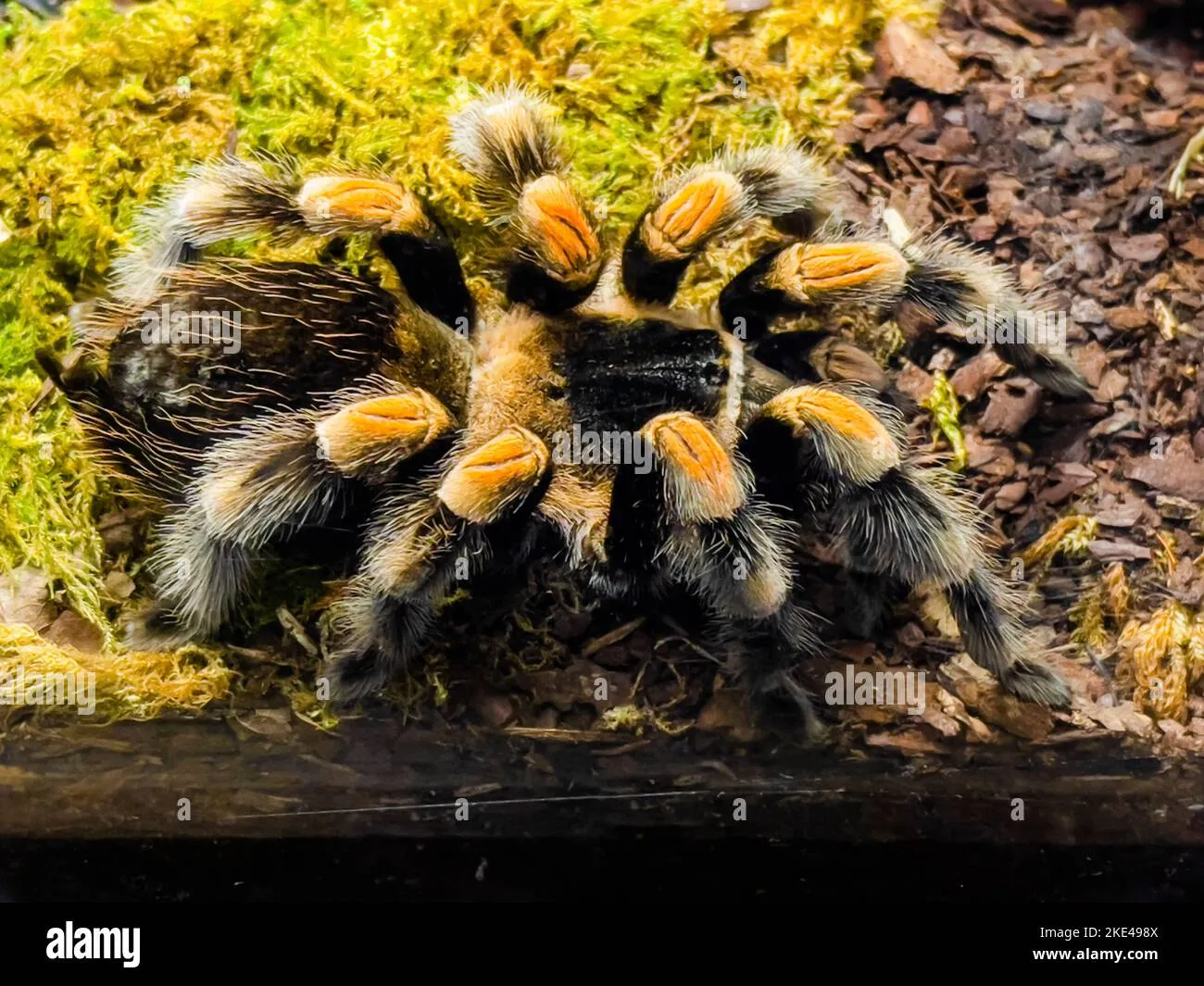 /img/24262-auratum-tarantula-health.webp