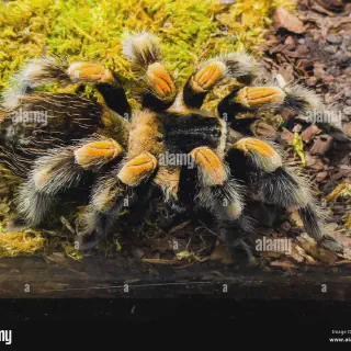 /img/24262-auratum-tarantula-health.webp