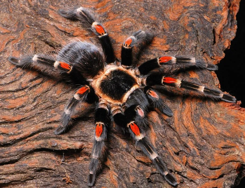 24262 auratum tarantula overview