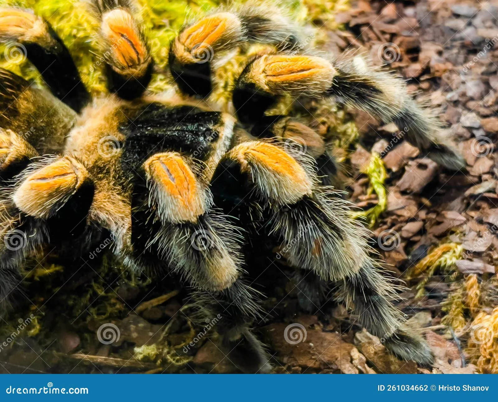 24262 auratum tarantula substrate