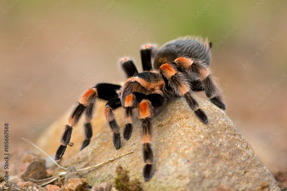 24262 choosing auratum tarantula