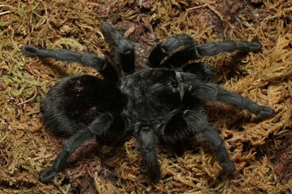 24263 brazilian black tarantula appearance