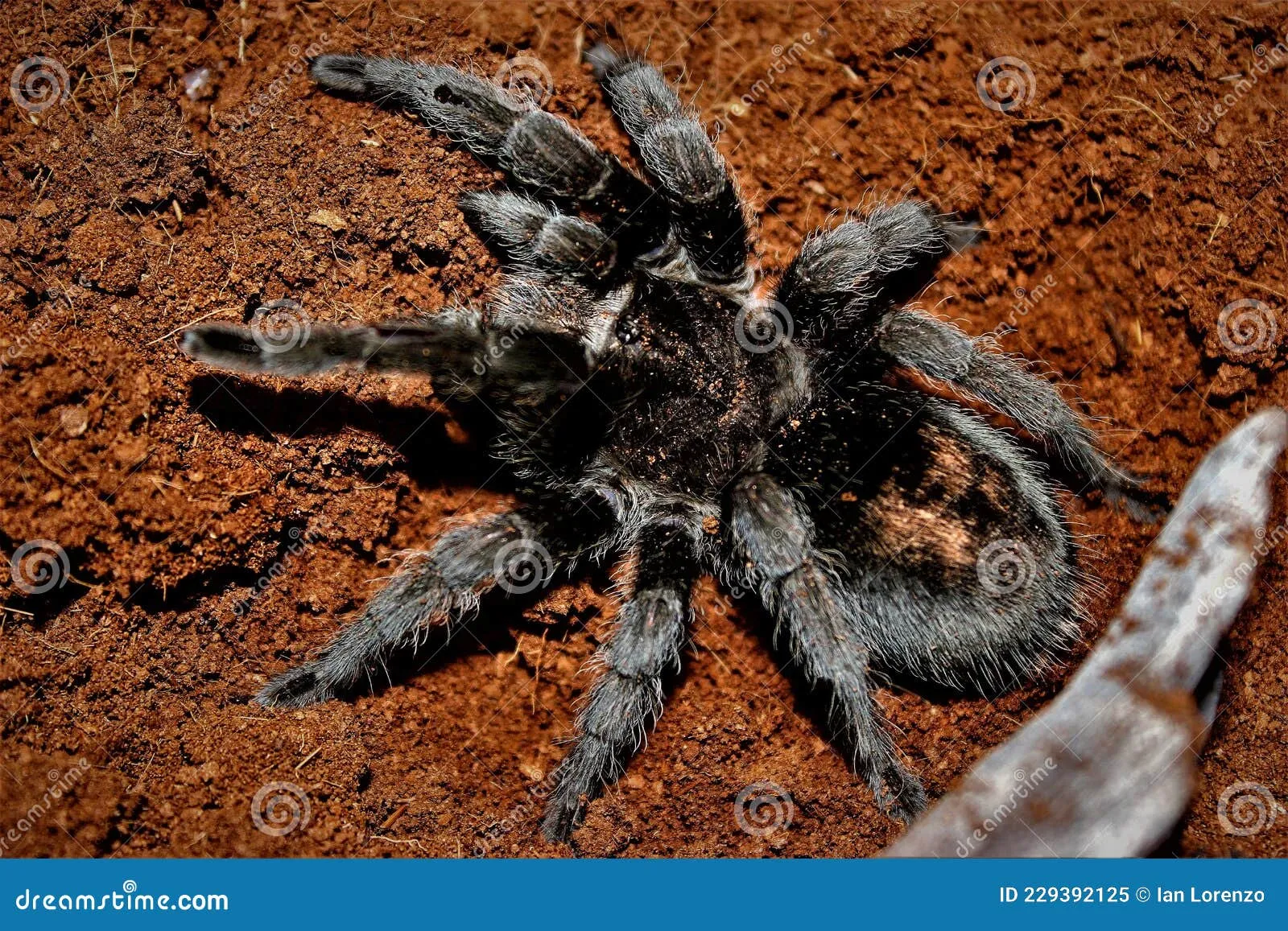 /img/24263-brazilian-black-tarantula-breeding.webp