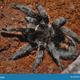 /img/24263-brazilian-black-tarantula-breeding.webp