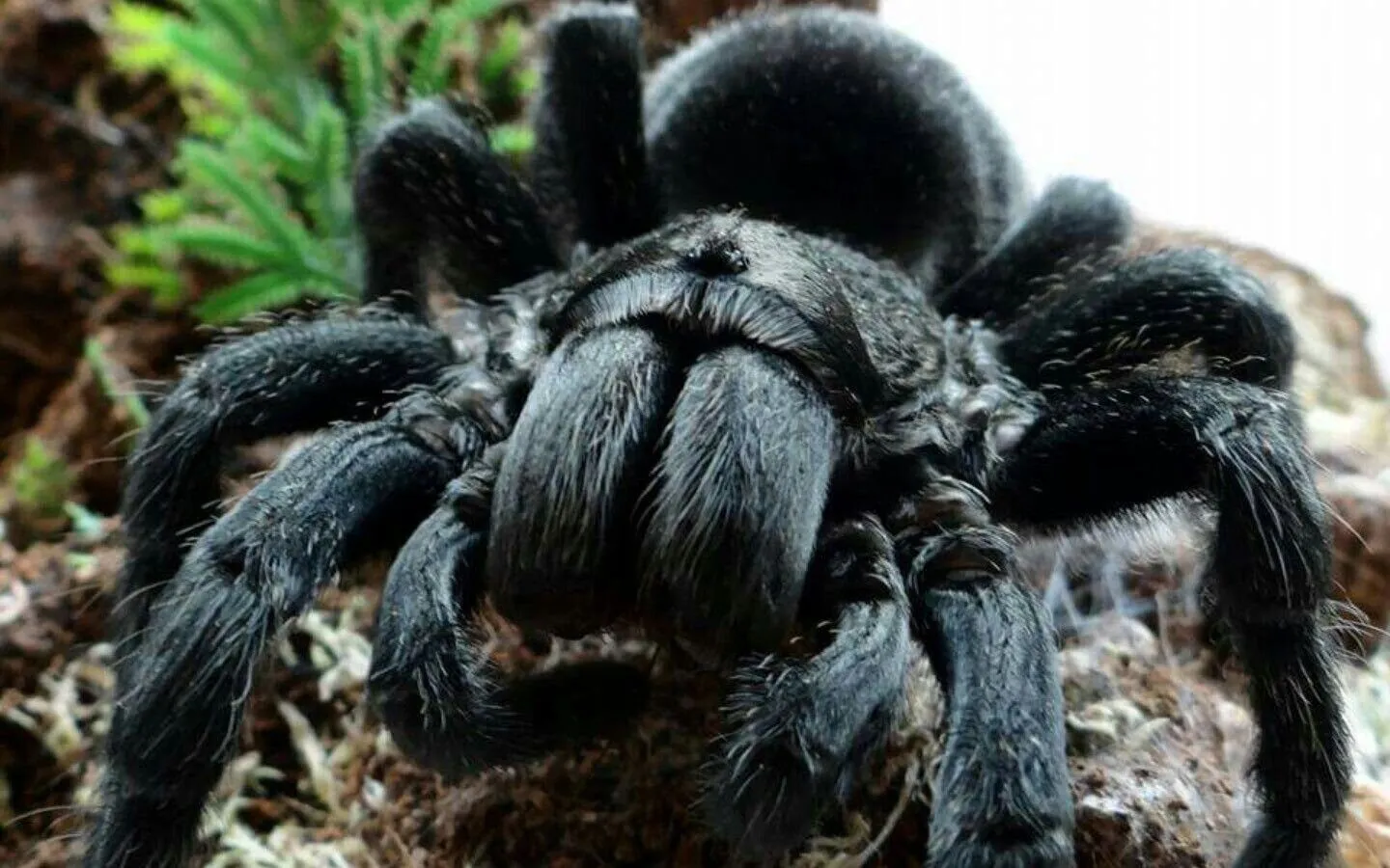 24263 brazilian black tarantula enclosure