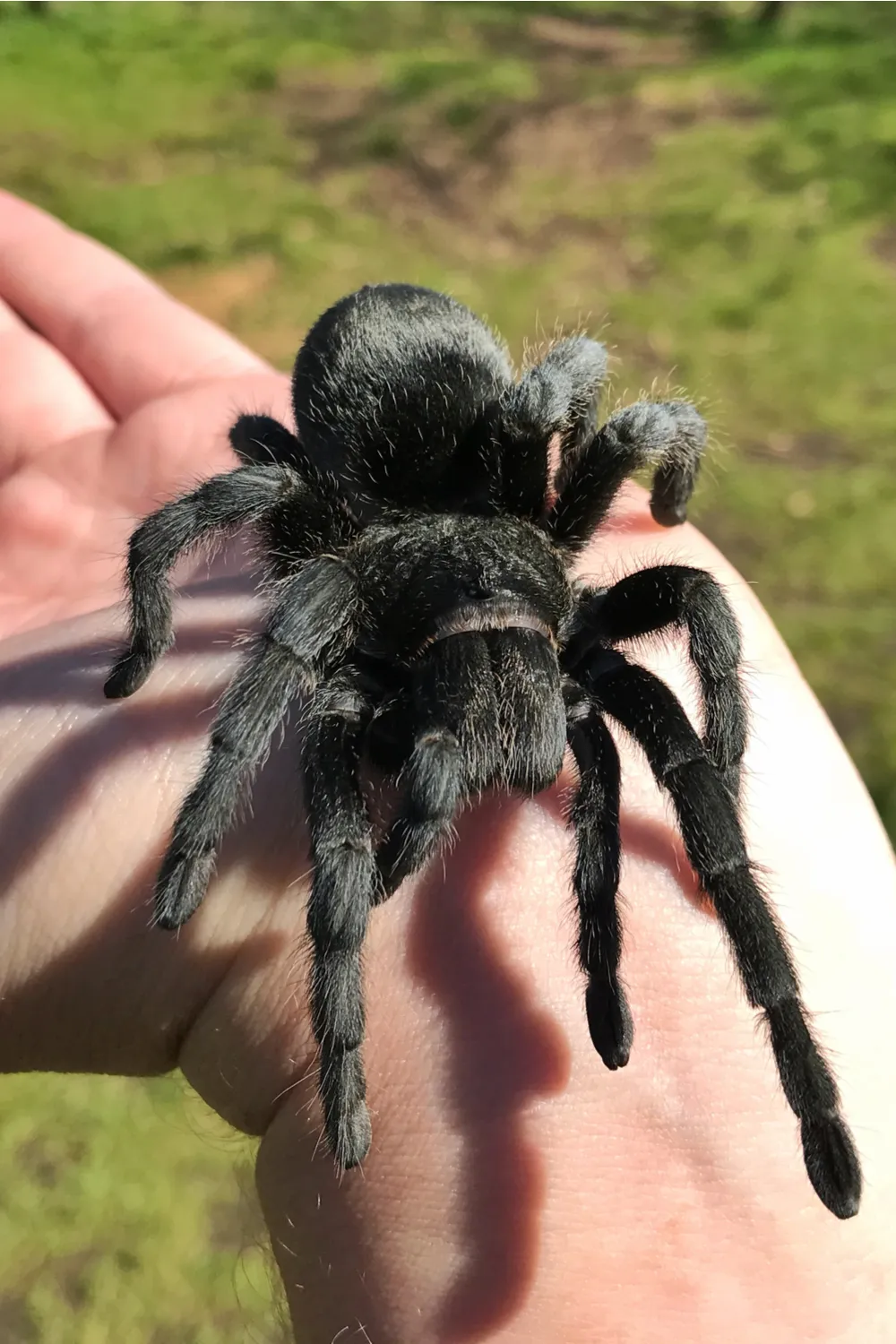 24263 brazilian black tarantula feeding