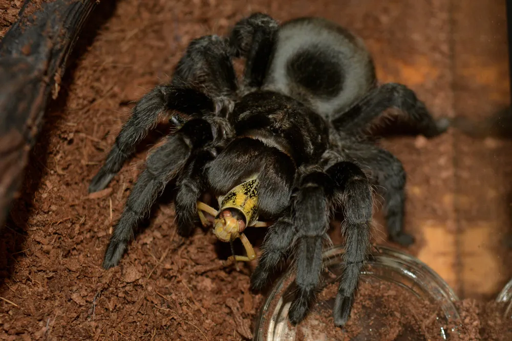 24263 brazilian black tarantula handling