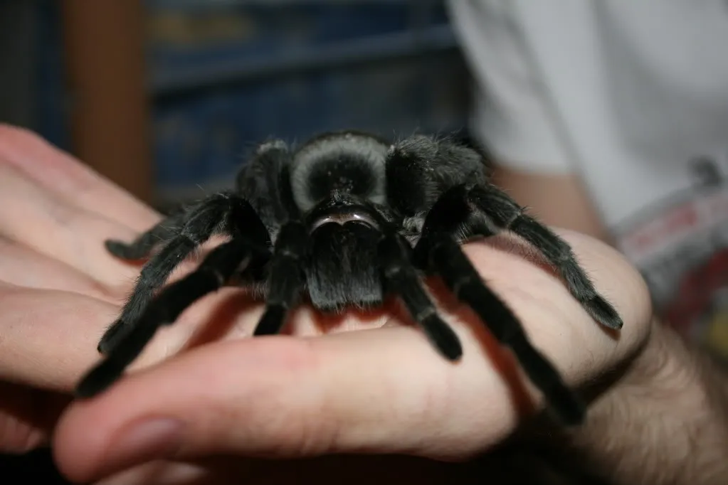 24263 brazilian black tarantula health