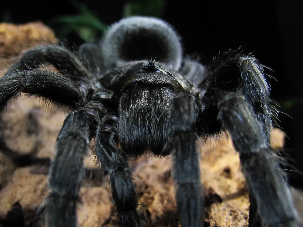 24263 brazilian black tarantula overview