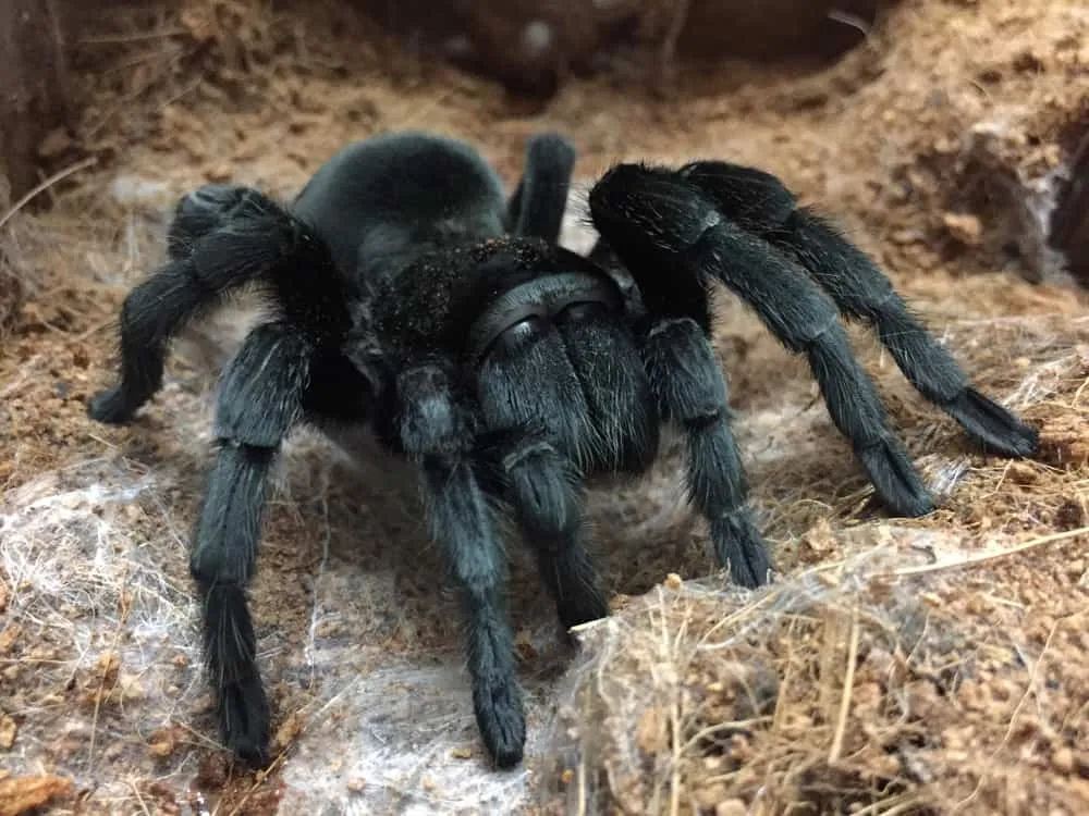 24263 choosing brazilian black tarantula
