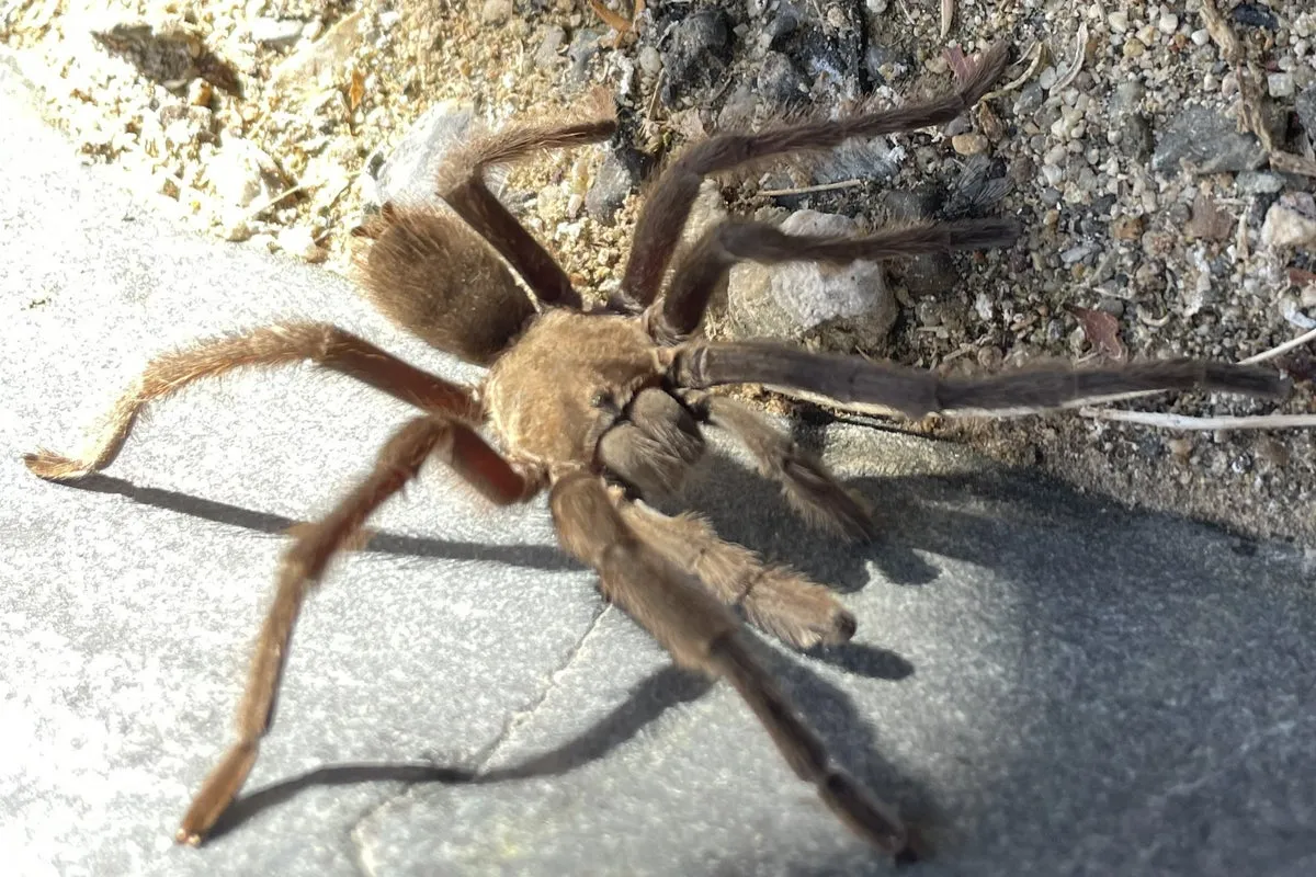 24264 female tarantula egg sac