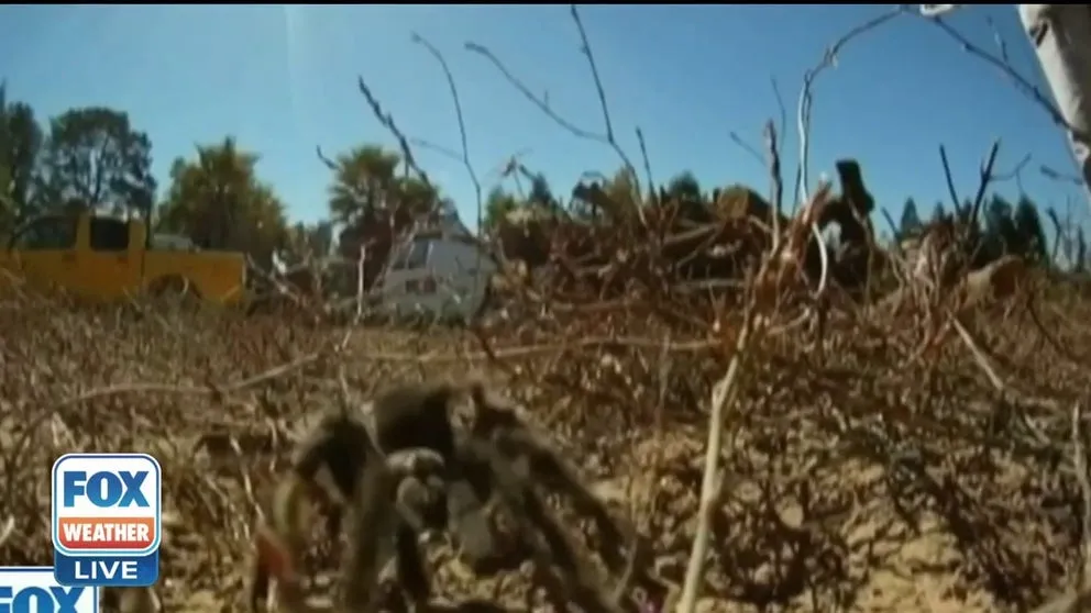 24264 male tarantula mating