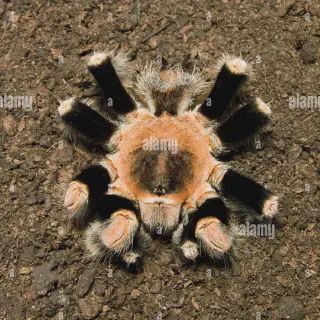 /img/24264-tarantula-mating-behavior.webp