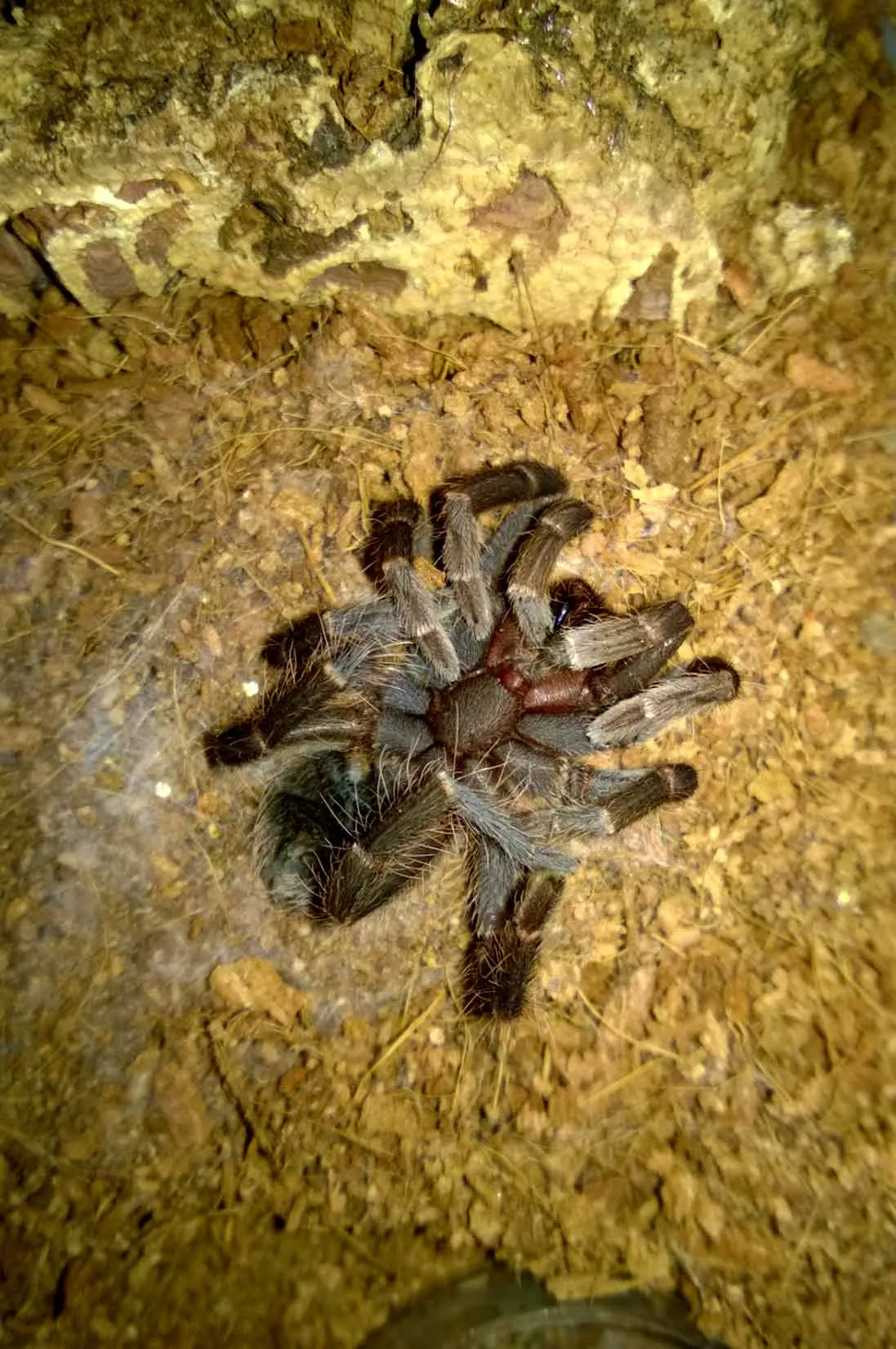 24264 tarantula spiderlings