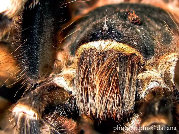 24264 tarantula substrate