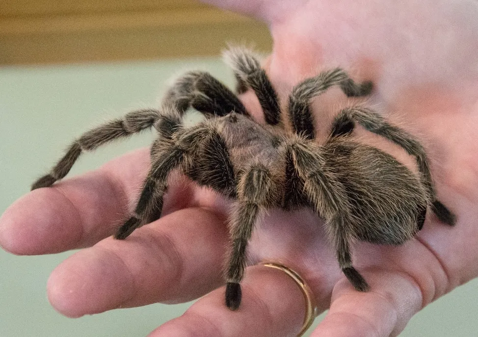 /img/24265-tarantula-enclosure.webp