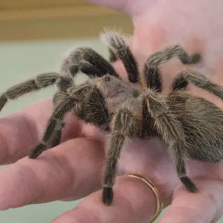 /img/24265-tarantula-enclosure.webp