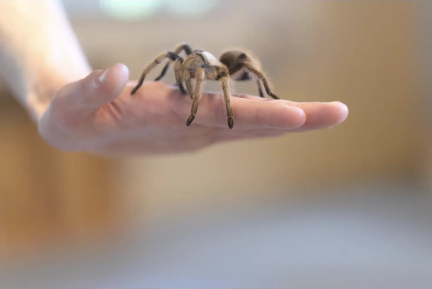 24265 tarantula habitat