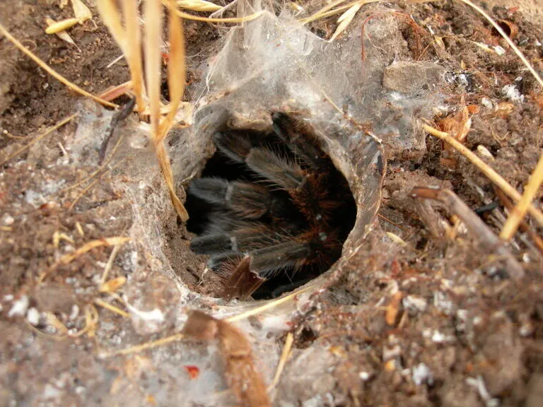 24265 tarantula handling