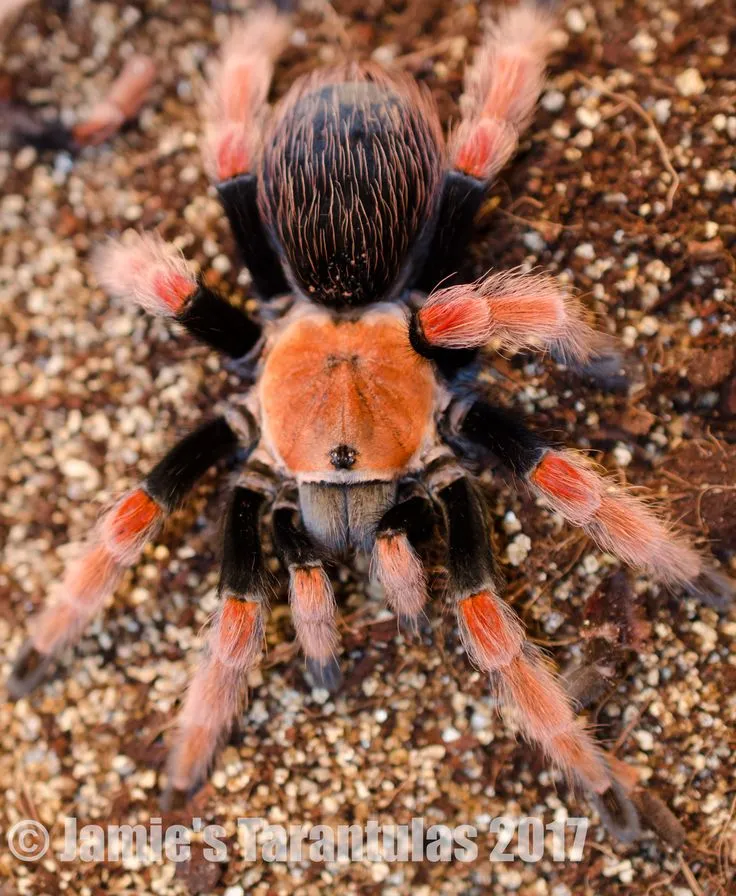 24265 tarantula molting