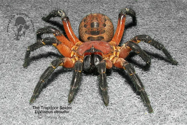 24265 tarantula species