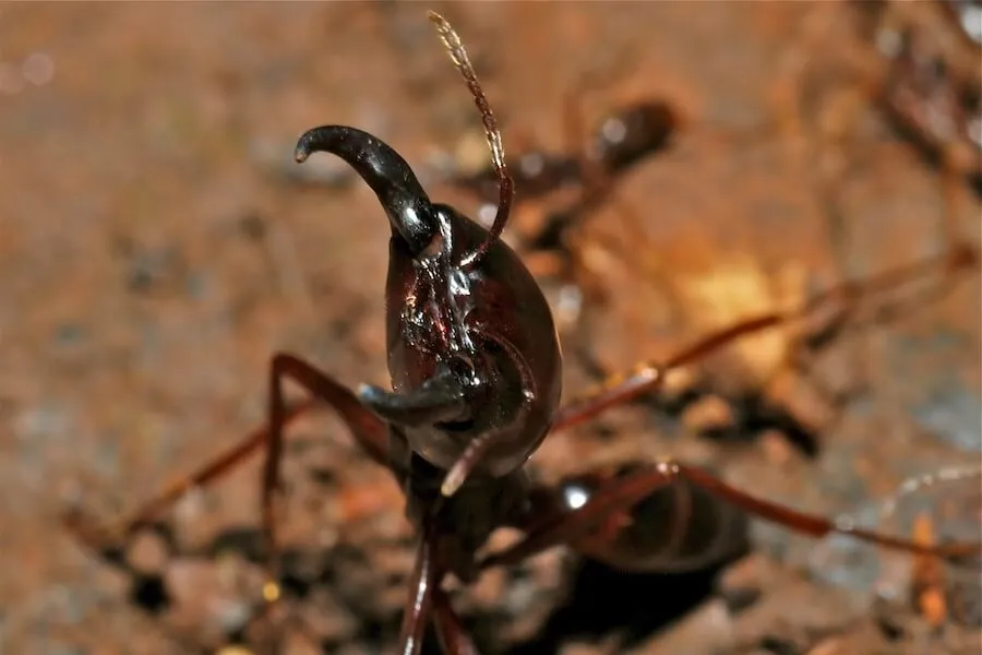 24266 ant infestation tarantula habitat