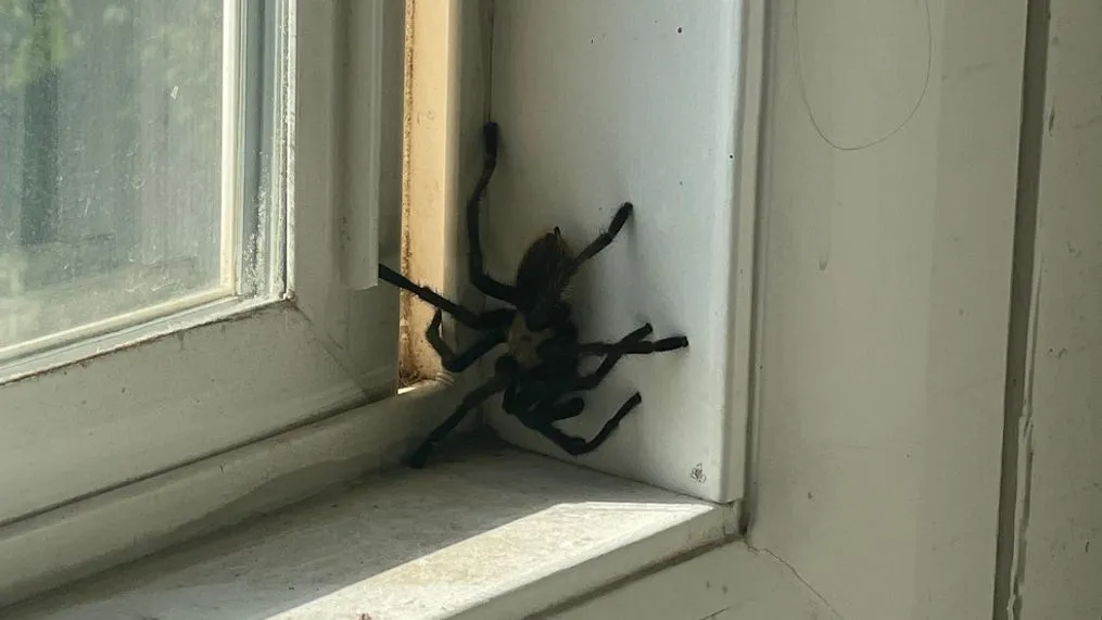 24266 safe ant control utrecht