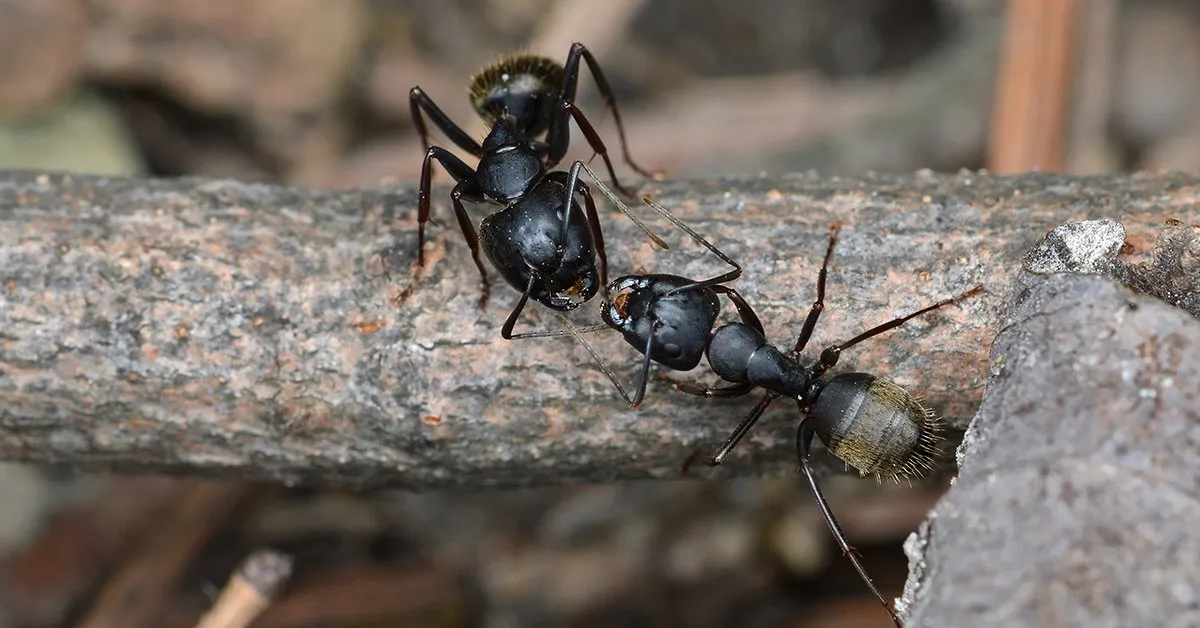 /img/24266-tarantula-and-ant-conclusion.webp