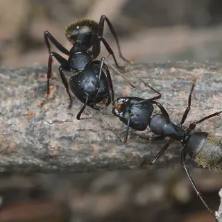 /img/24266-tarantula-and-ant-conclusion.webp