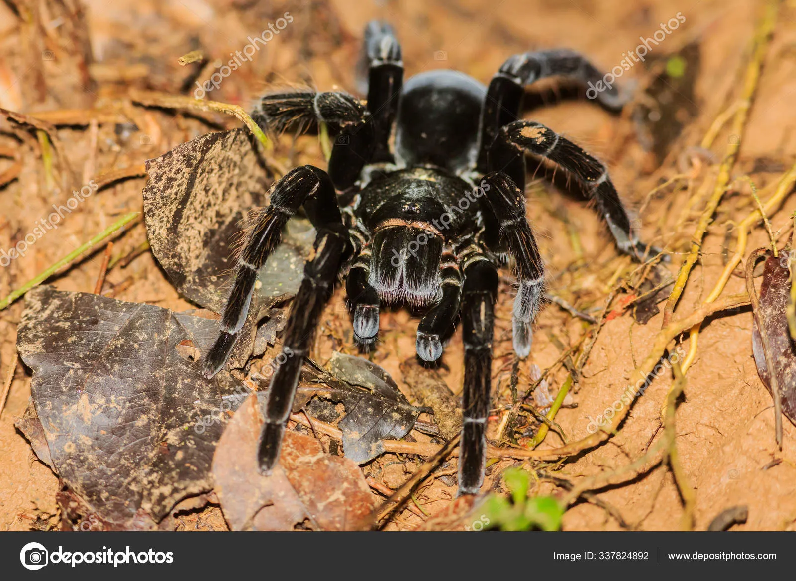 24266 utrecht ant species