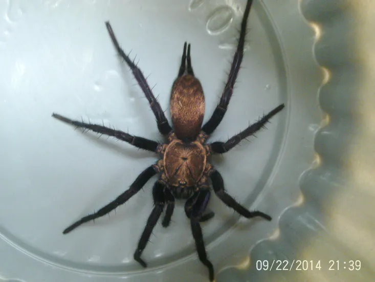 24268 huntsman spider close up